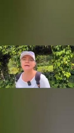 Сад Нидерландах обзор