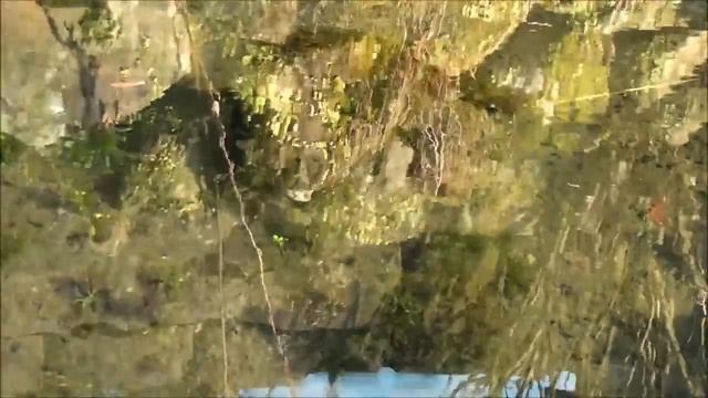 Жизнь в роднике