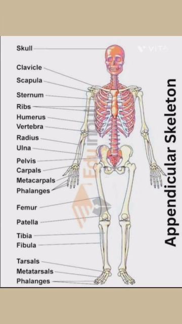 Bones of Human Body||206 bones with names|| classification of bones|#anatomy# смотреть онлайн