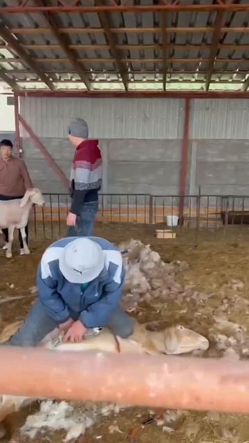 Эксклюзив 1,1года🔥🔥 #arashan #gissar #овцы #sheep #арашан #бараны #гиссар #goat #sheepfarm #shorts смотреть онлайн