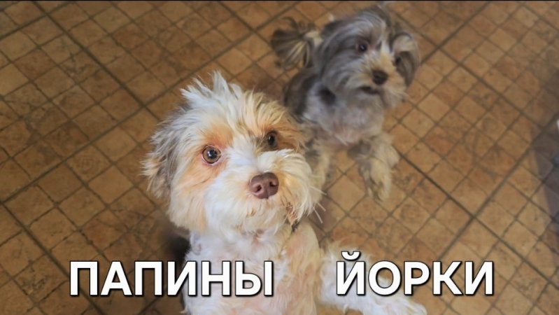 Биройорк и Шокомерлейорк, великолепный йорки♥️