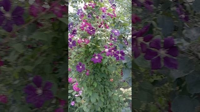 Клематисы на одной арке.