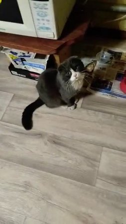 #кот #клёпа