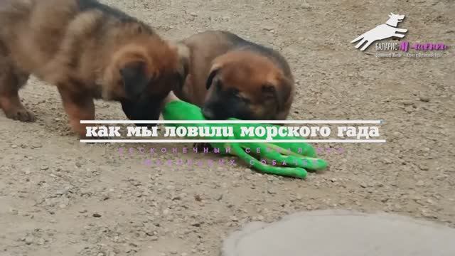 Как мы ловили морского гада: сериал из жизни маленьких собачек