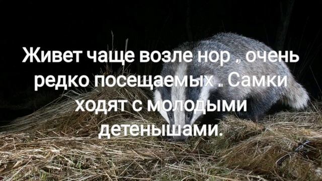 Календарь барсука на 12 месяцев смотреть онлайн