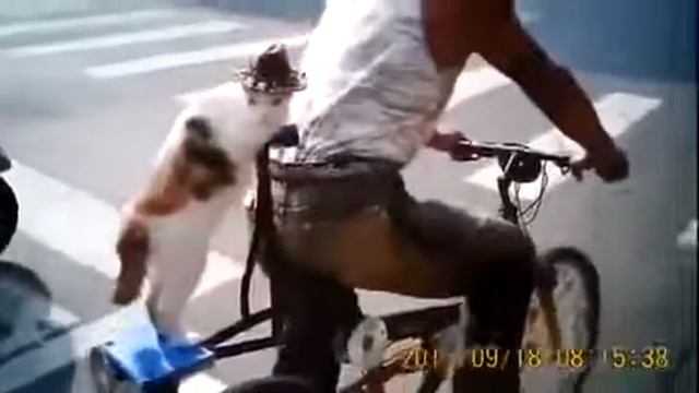 ТОП 10 ВЕСЕЛАЯ ПОДБОРКА ПРИКОЛОВ ПРО КОШЕК, КОТЯТ, КОТОВ Funny Cats Compilation Funny Cat Video смотреть онлайн