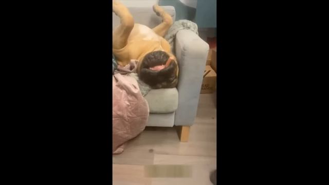 Приколы с котами. Смешная озвучка.

#Развлекательно
#Природа