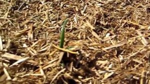 Засыпаем чеснок соломой