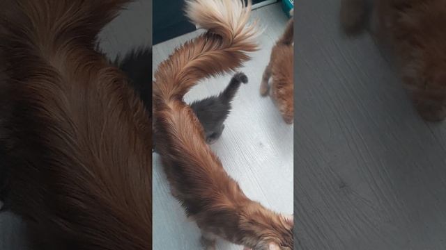 очаровательные котята мейн-кун