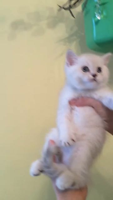 Плюшечка шиншилла котик 