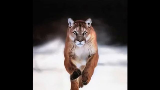 Саша м. стихотворение Пума смотреть онлайн