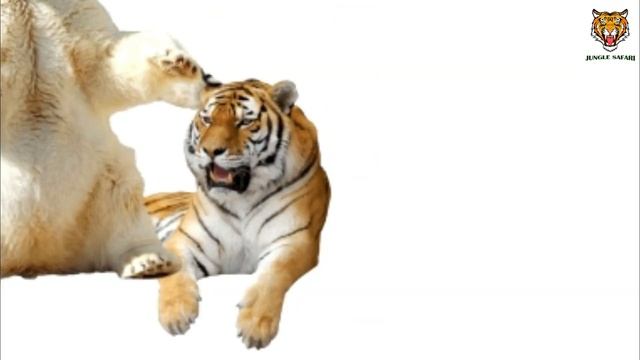 Siberian Tiger vs Polar Bear || Jungle Safari смотреть онлайн