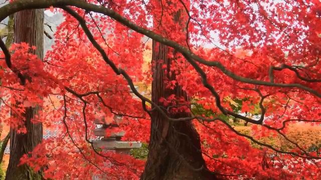 Ruby Red Trees In The Fall To Fall Asleep To