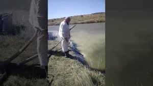 обработка пруда известью от болезни рыб (Treatment of a fish pond)
