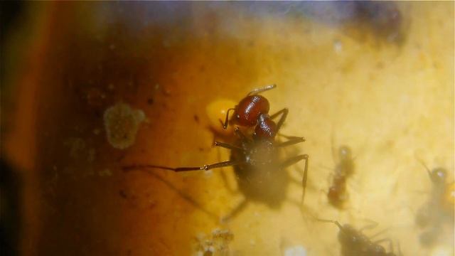 Messor cephalotes 2 смотреть онлайн