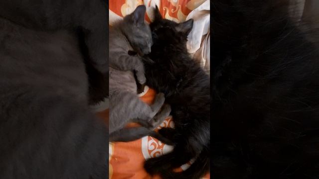 Сонное царство.