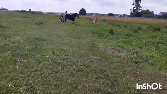 ЛОШАДИ🐎 ЖЕРЕБЕЦ ВЕРАС ВЗБУДОРАЖИЛ ТАБУН смотреть онлайн