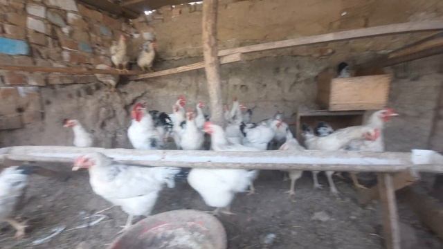 Адлер товук курк булди 1 донаси Адлер жужала бор сотилади Кыргызстан Сулюкта манзил смотреть онлайн