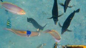 Красное море, Шарм-Эль-Шейх