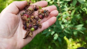 ПАУТИНА на ягодах смородины- опасный вредитель смородины- крыжовниковая ОГНЕВКА