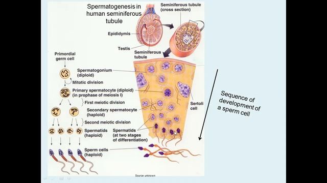 2020 lesson 2 grade 12 human reproduction
