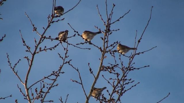 Дрозды? смотреть онлайн