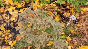 Метасеквоя Шірманс Нордліхт. Metasequoia glyptostroboides 'Schirrmann's Nordlicht'