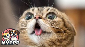 🐈 Коты верхом на собаках – новый уровень дружбы! 🐕😂