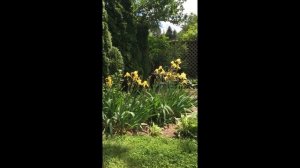 Painting Yellow Iris - Plein Air June 7, 2020