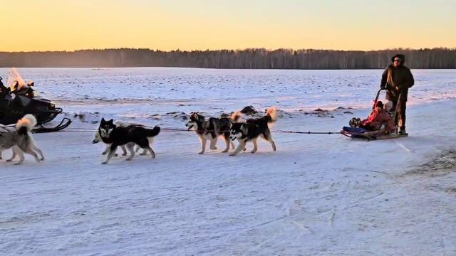 Пёсики