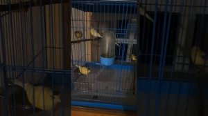 Канарейки готовятся ко сну, успокаивающая музыка.