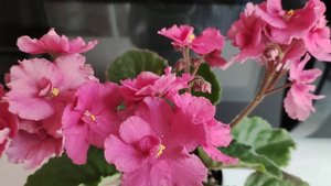 Фиалки. Цветение моих новинок.