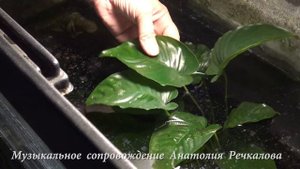 2024 Анубиас в аквариуме более 15 лет