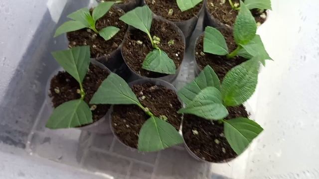 Обзор метельчатых гортензий.🌱