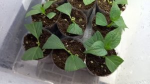 Обзор метельчатых гортензий.🌱