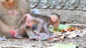 Cuteness tiny baby Robert monkey learn to walk like a robot