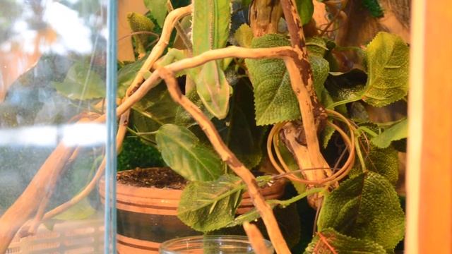 Михелина обедает. смотреть онлайн