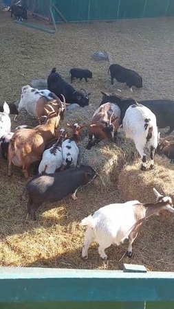 С высоты 🐐