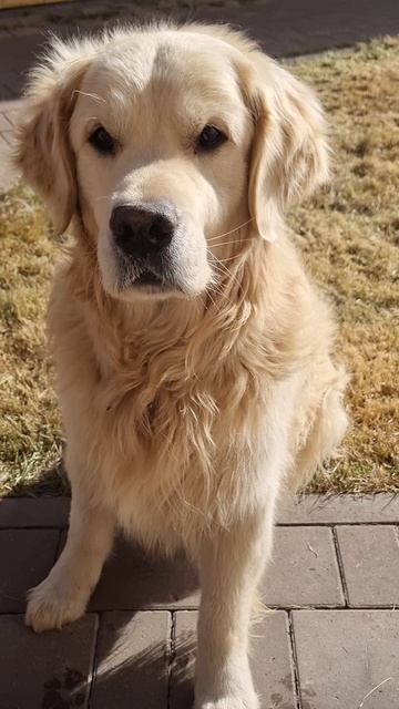 СЭМ ПРИНОСИТ ТАПКИ смотреть онлайн