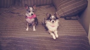 Как уговорить родителей купить собаку? 🐕✨