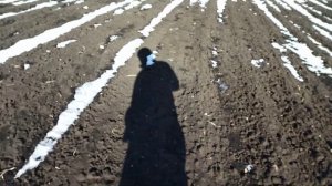 проверка чеснока на всхожесть чеснок 2024