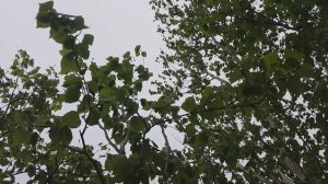 ГОЛОСА ПТИЦ. ПЕНОЧКА. САХАЛИН.