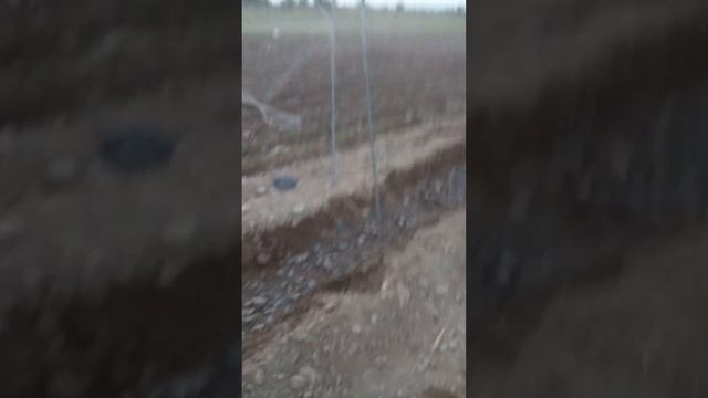 bedana ovi Amirbek quail batair sound охота перепела шикори бедона смотреть онлайн