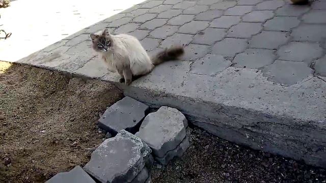 Красивая кошечка )