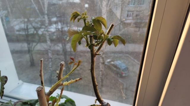 Вышивальная неделя