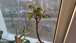 Вышивальная неделя
