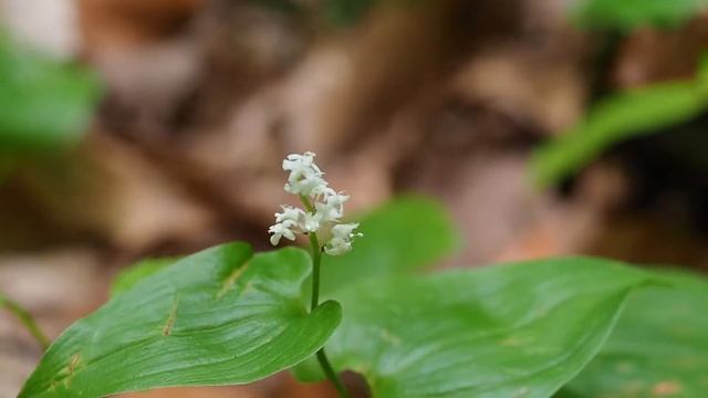 Maianthemum bifolium.mp4 смотреть онлайн