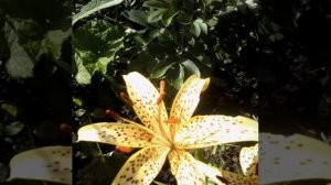 Красивые цветы в моём саду.