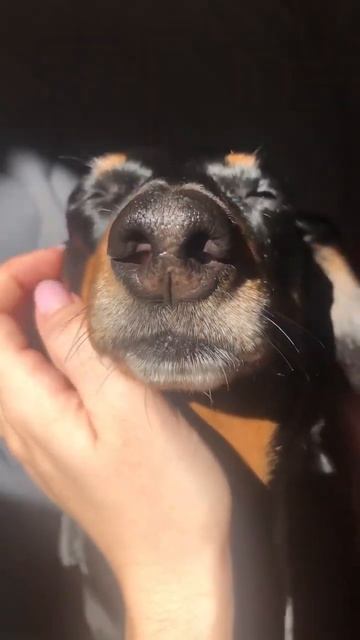 По собака. Такса. Утипути. #dachshund #longdog #такса #собака