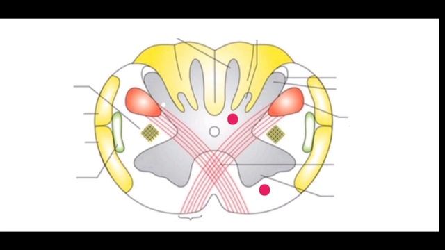 MEDULLA OBLONGATA | NEUROANATOMY